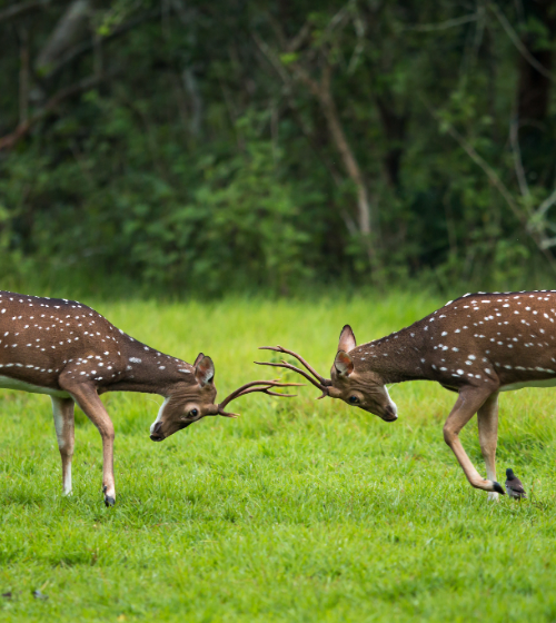 Kabini